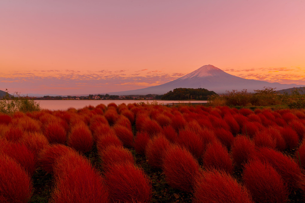 コキアと夕暮れの富士山