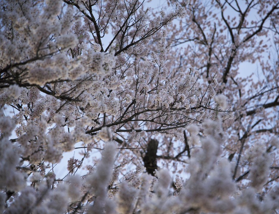 Cherry Blossoms_DSC9332