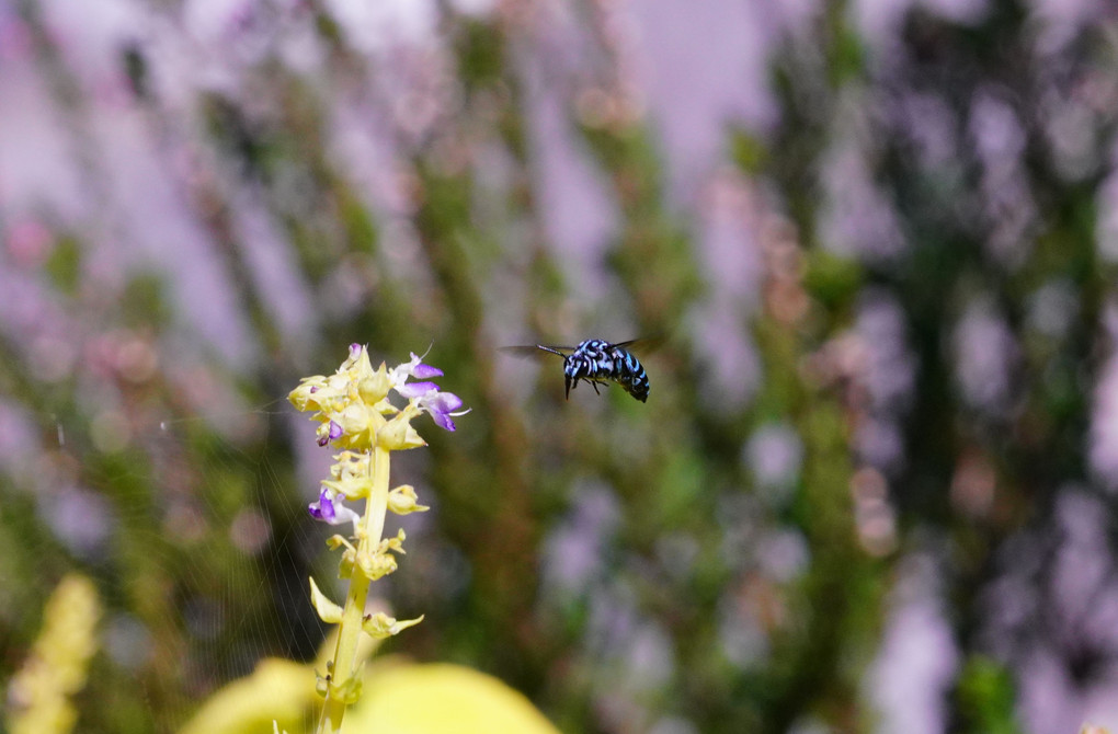 幸せを呼ぶ青いハチ