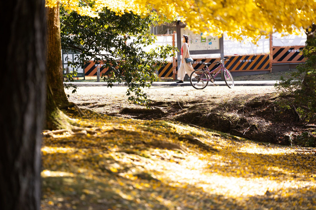 米谷昌浩先生の写真講座　奈良公園でいちょう落葉撮影講座。