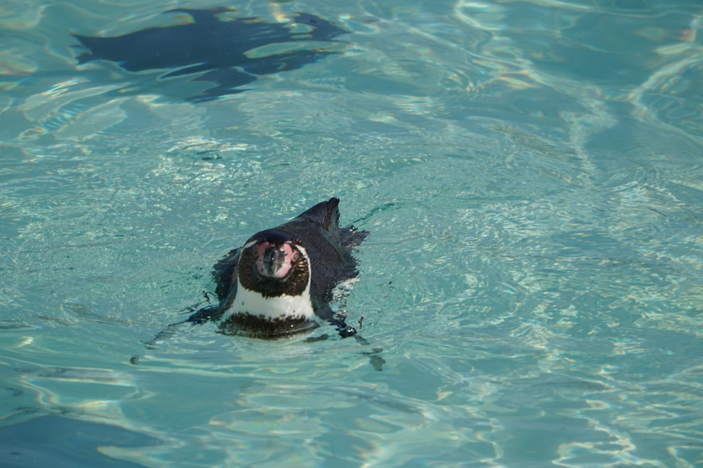 葛西臨海水族園　フンボルトペンギン達