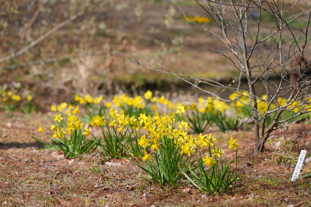 春を呼ぶ…黄色い水仙