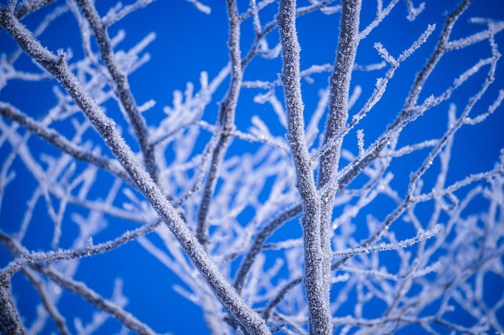 frost-covered trees