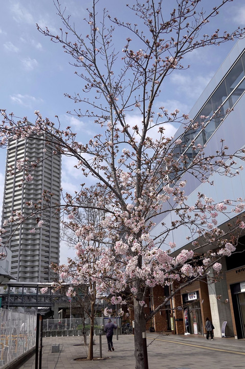 わが町の駅前、桜風景等