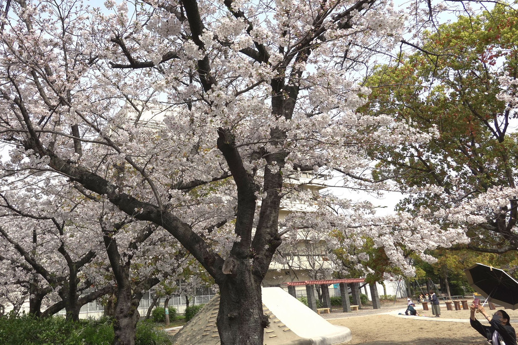 桜風景③ 近隣の「東雲公園の桜」です。 