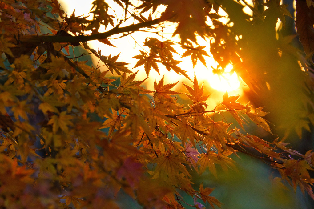 秋の夕日