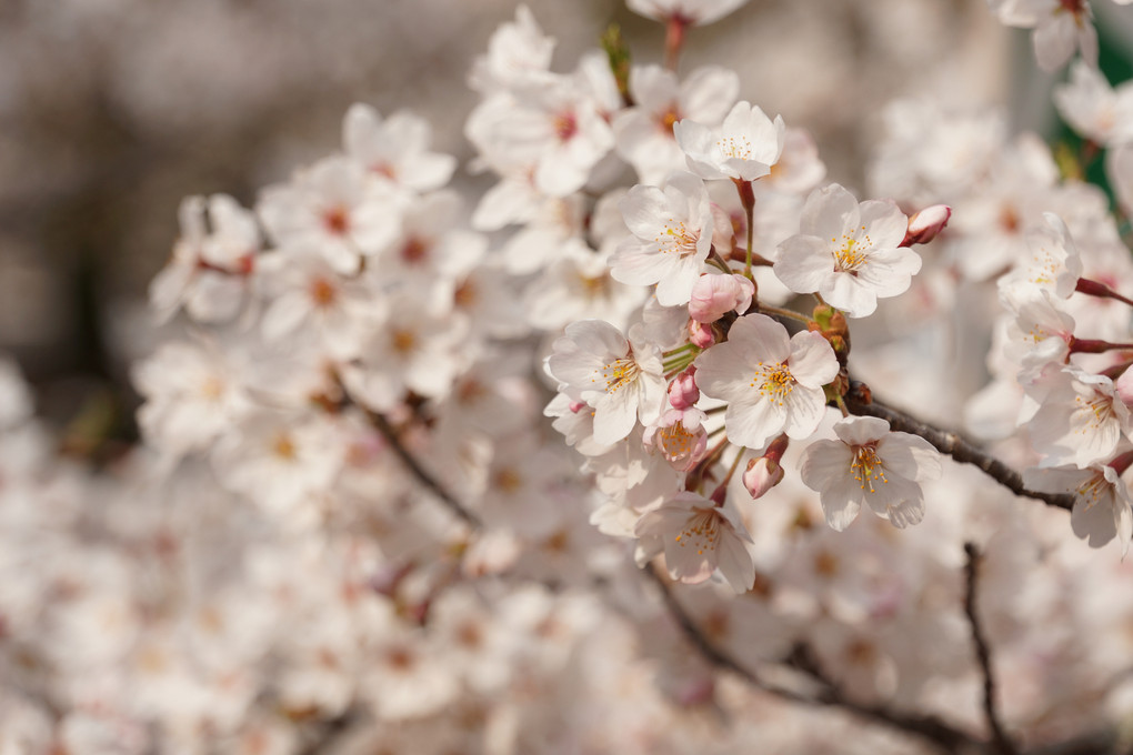 紀三井寺満開の桜