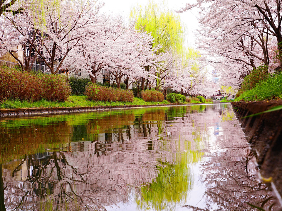 フォトコン初入選『近所の桜。水面反射がこんな綺麗なところにあったんだ！』
