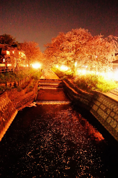 夜桜の時間