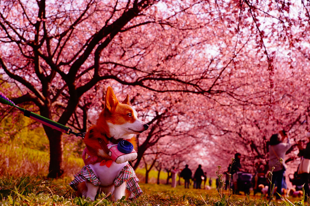 コニーカメラマンの桜まつり