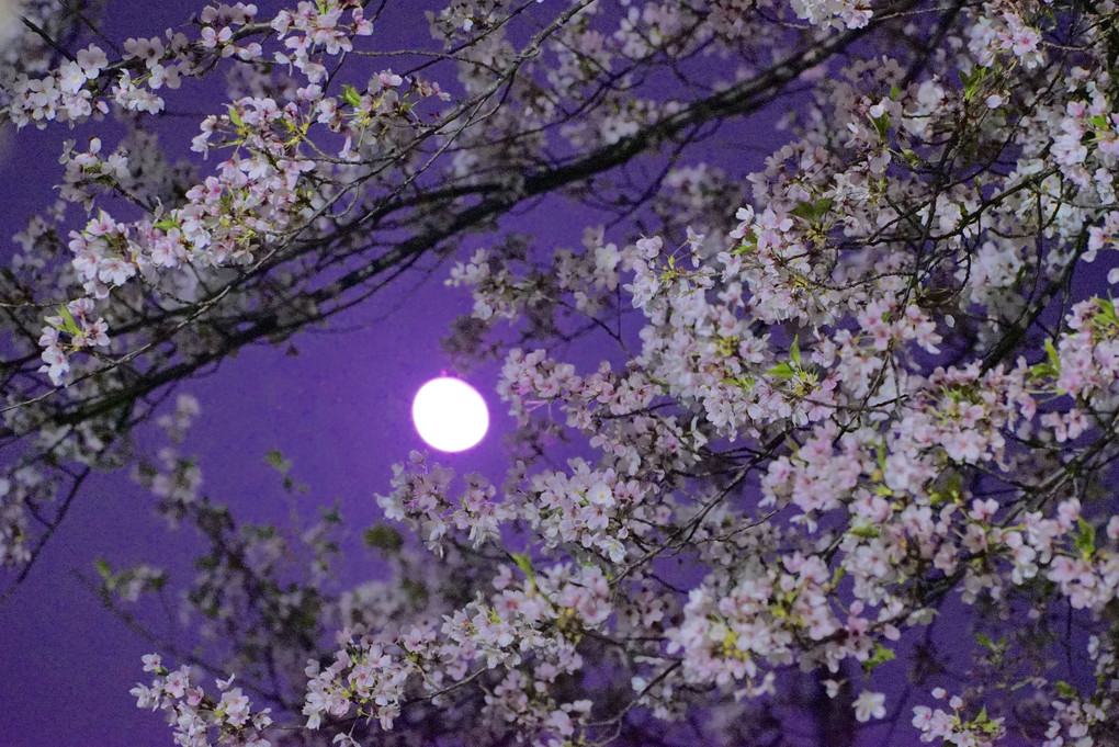 居待月と桜