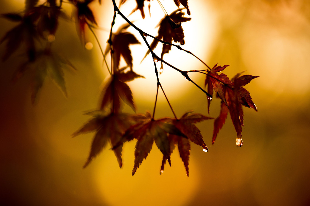 autumn rainy day