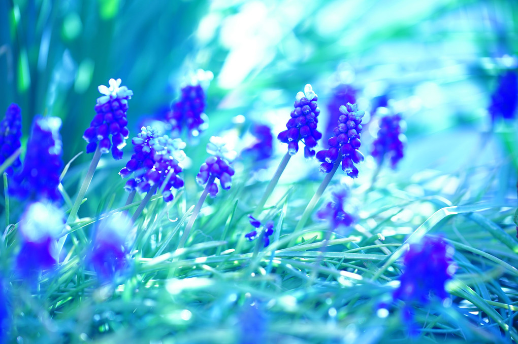 Blue Violet Dream