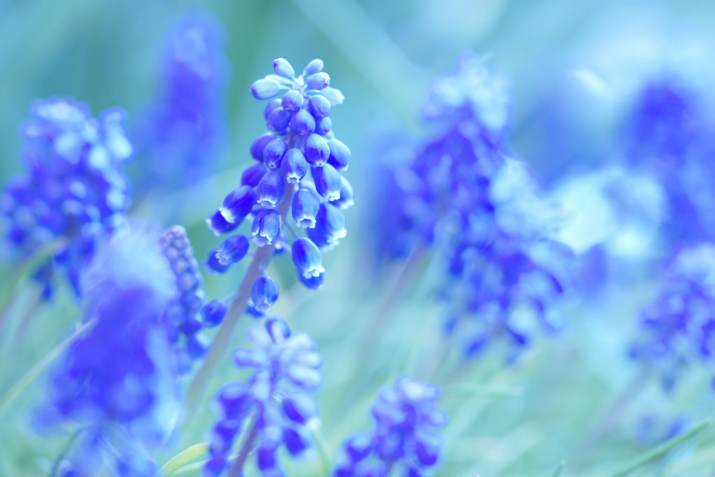 Blue Violet Dream