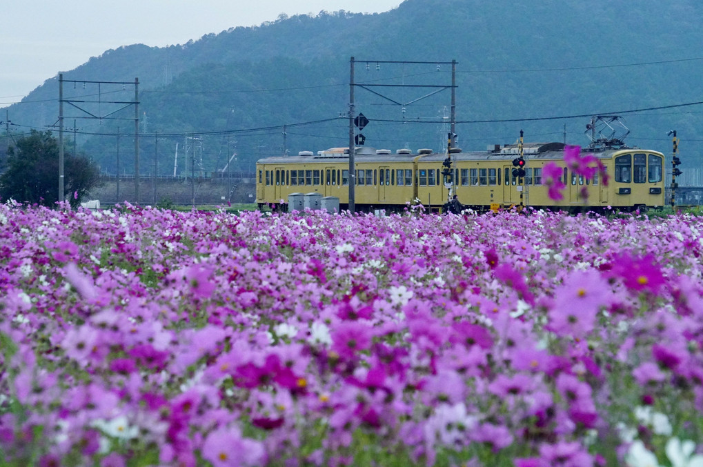 秋桜と電車