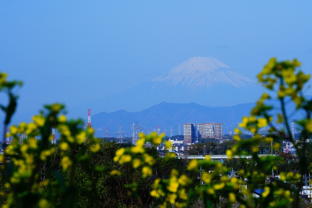 菜の花とかろうじて見える富士山