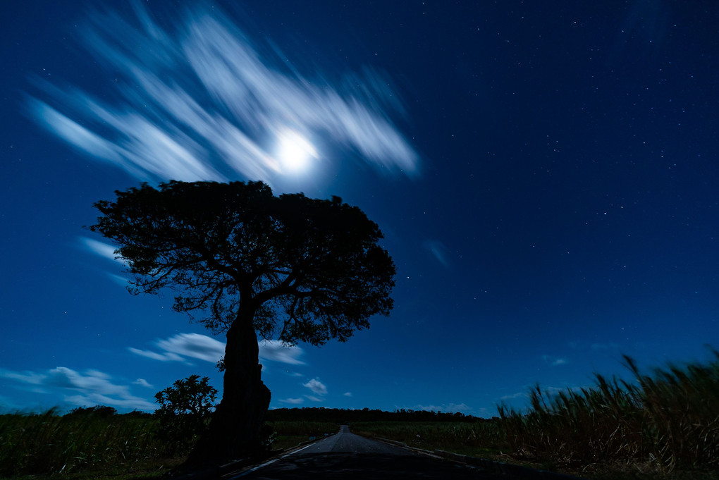 月明かりに照らされる『魔女の樹』