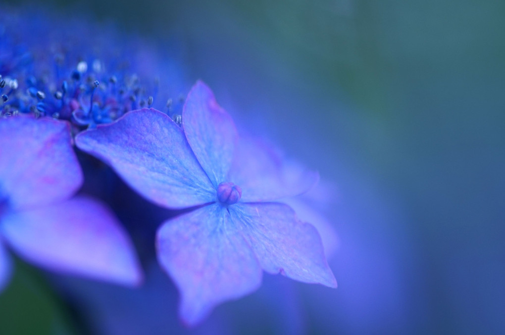 紫陽花パープル