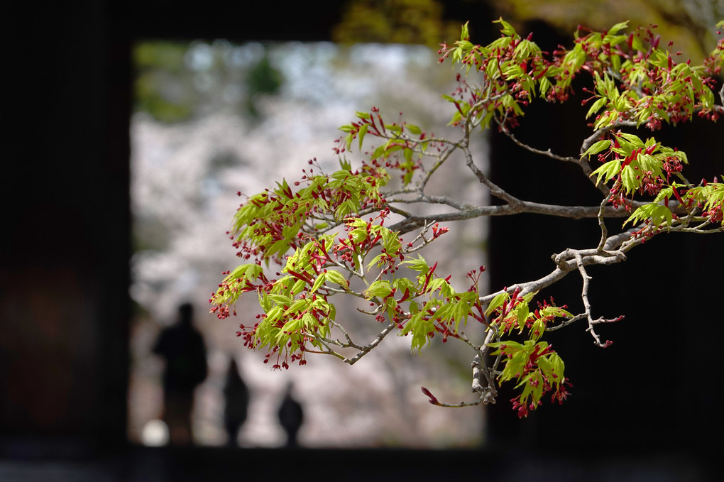 家族　満開桜と新緑の三門