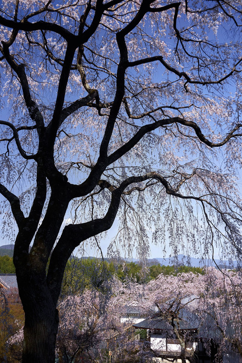 嵐山の桜 In the Round　