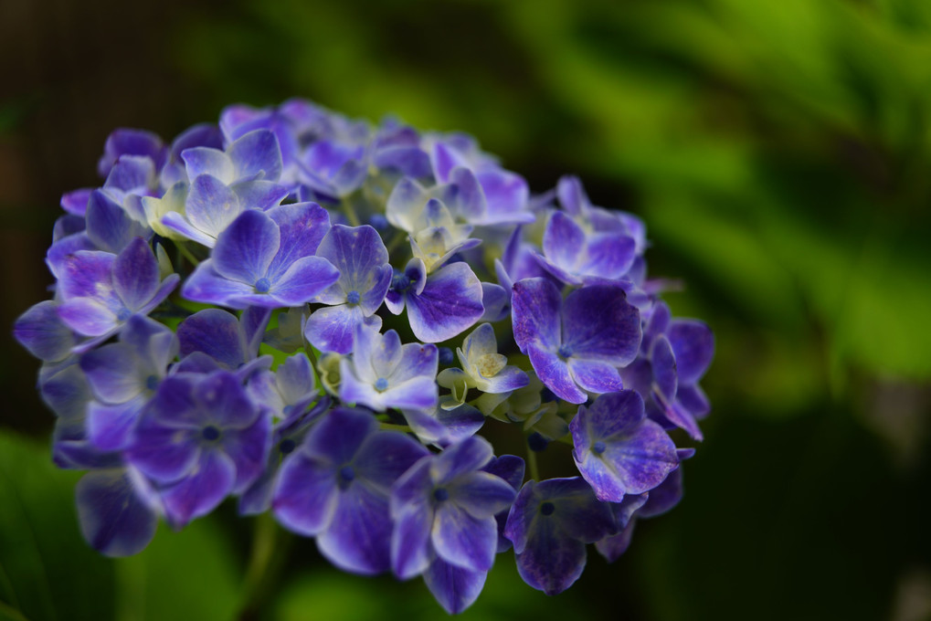 梅雨の紫陽花たち
