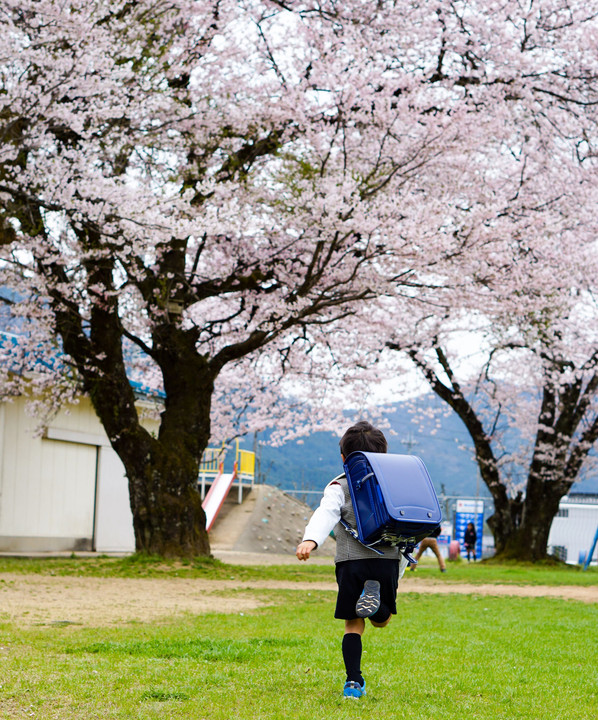 フォトコン入選ありがとうございました。「桜とぴかぴかのランドセル」