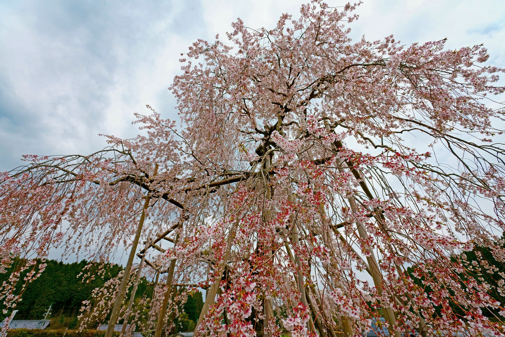 春の撮影旅行＼(^0^)／　～京都・滋賀～