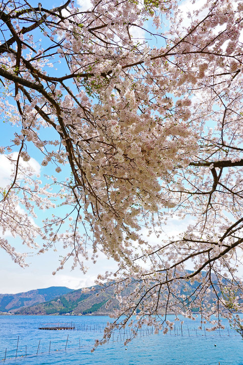 春の撮影旅行＼(^0^)／　～京都・滋賀～