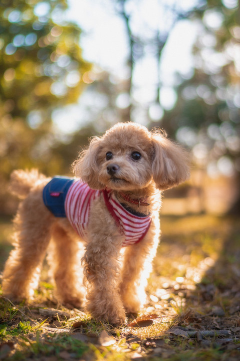 Autumn Glamping 〜 愛犬と過ごすテントの休日