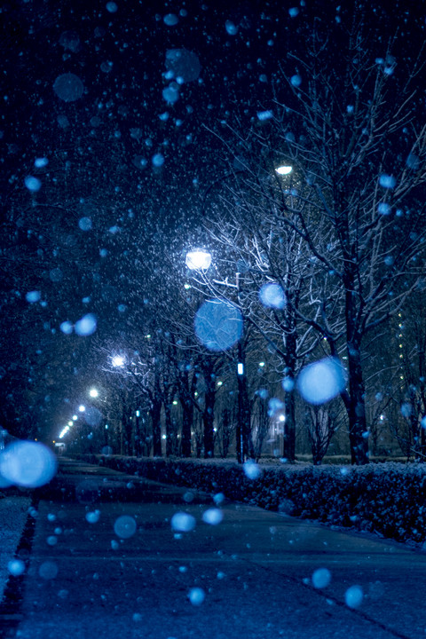 初雪　〜雪の街路樹〜