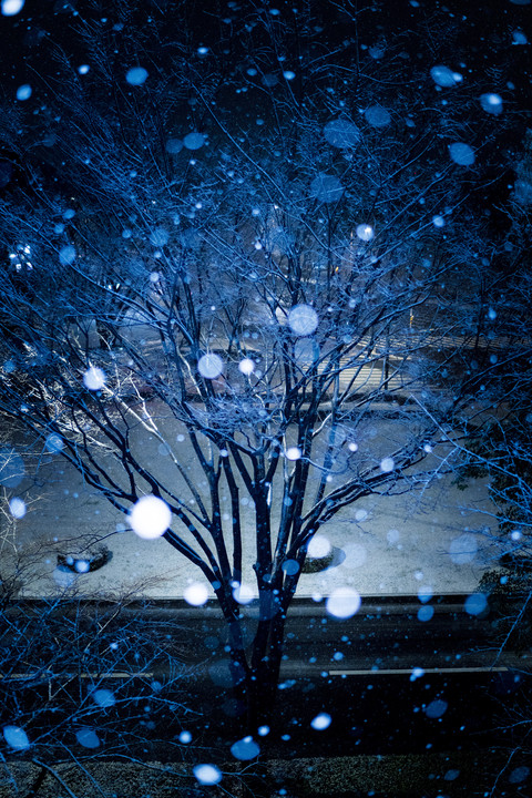 初雪　〜雪の街路樹〜