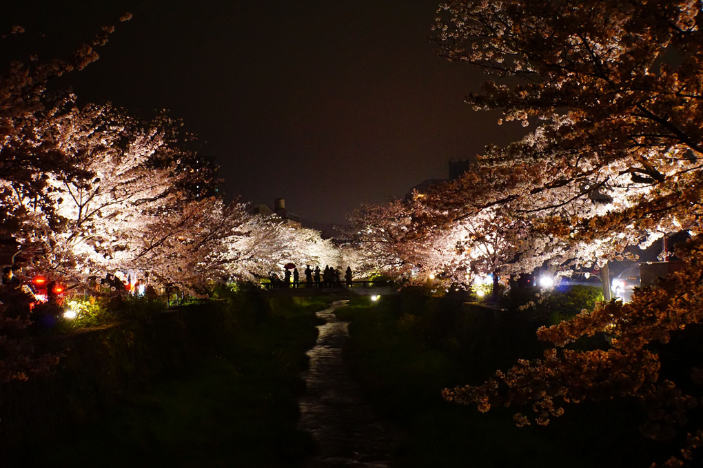 一の坂川　満開夜桜🌸