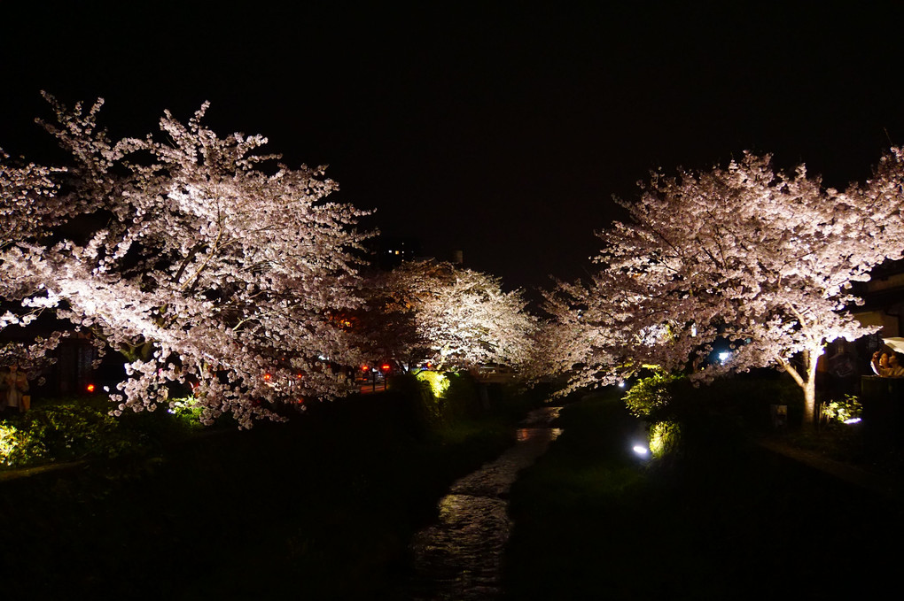 一の坂川　満開夜桜🌸