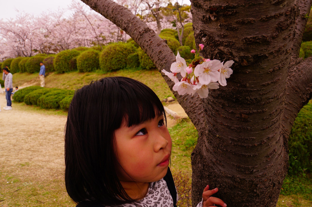 「桜の花ってかわいいっ！」