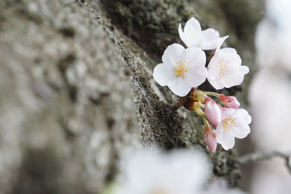 希望の桜