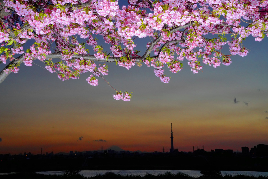 河津桜夜景