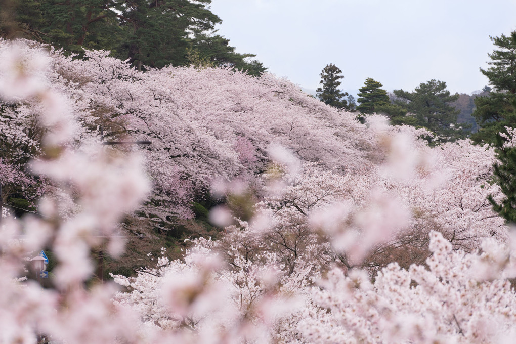 2016金沢城から眺める桜
