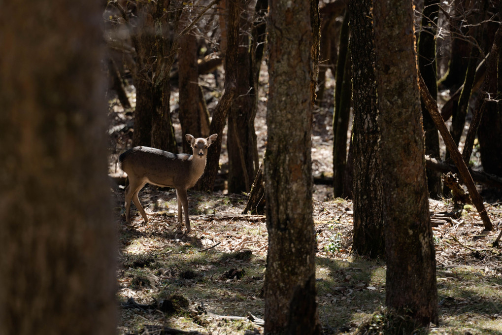 エビノ高原の野生鹿