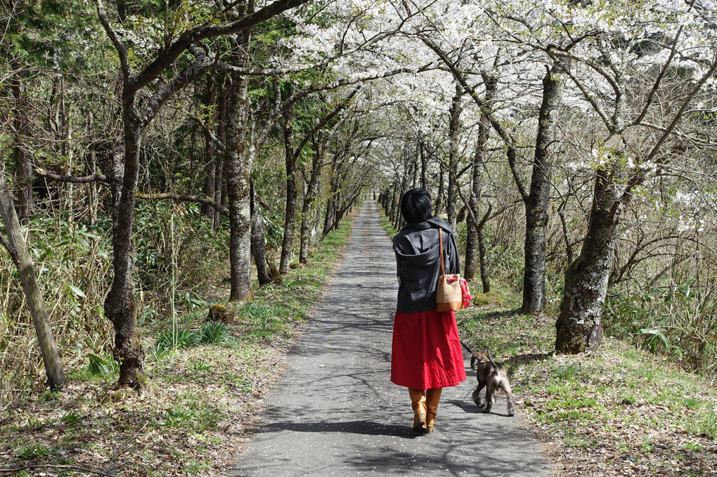 桜並木をお散歩