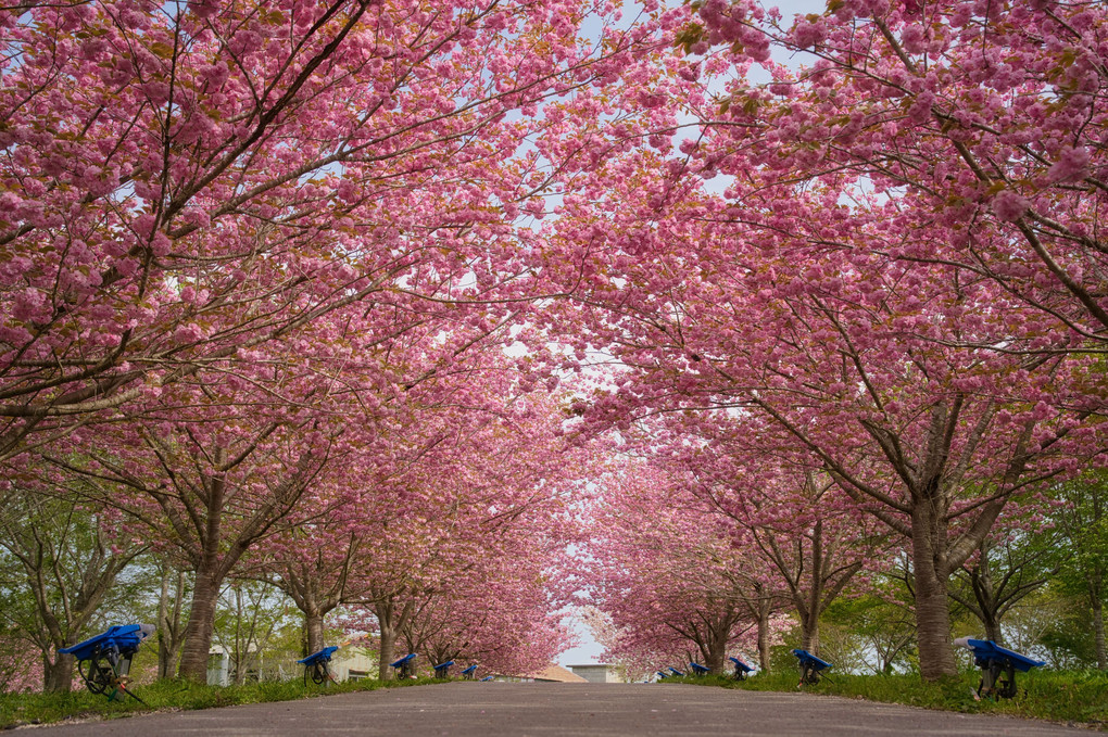 桜の望遠vs広角対決