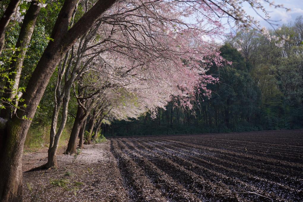 大鷹の森の桜