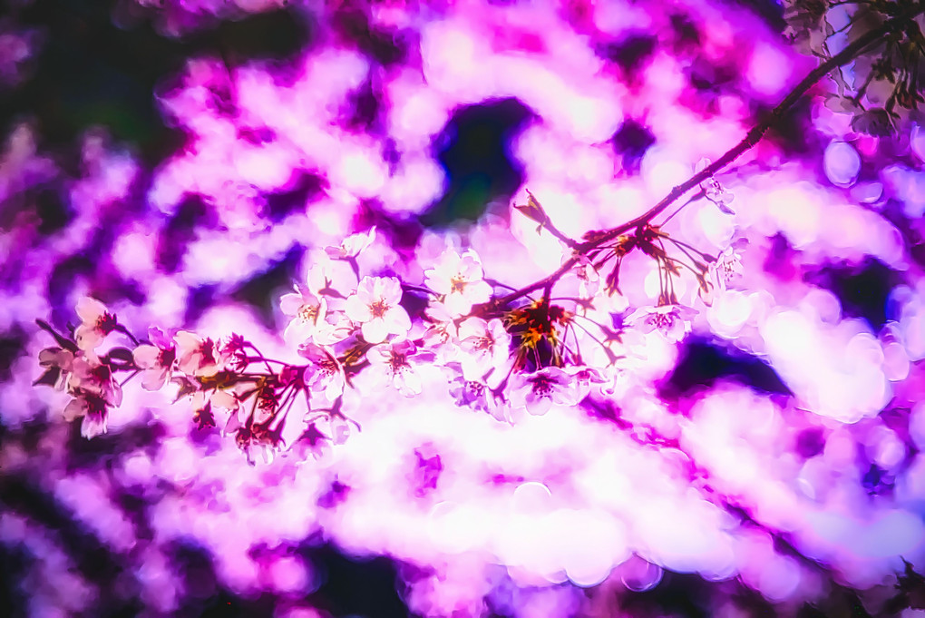 桜花の季節