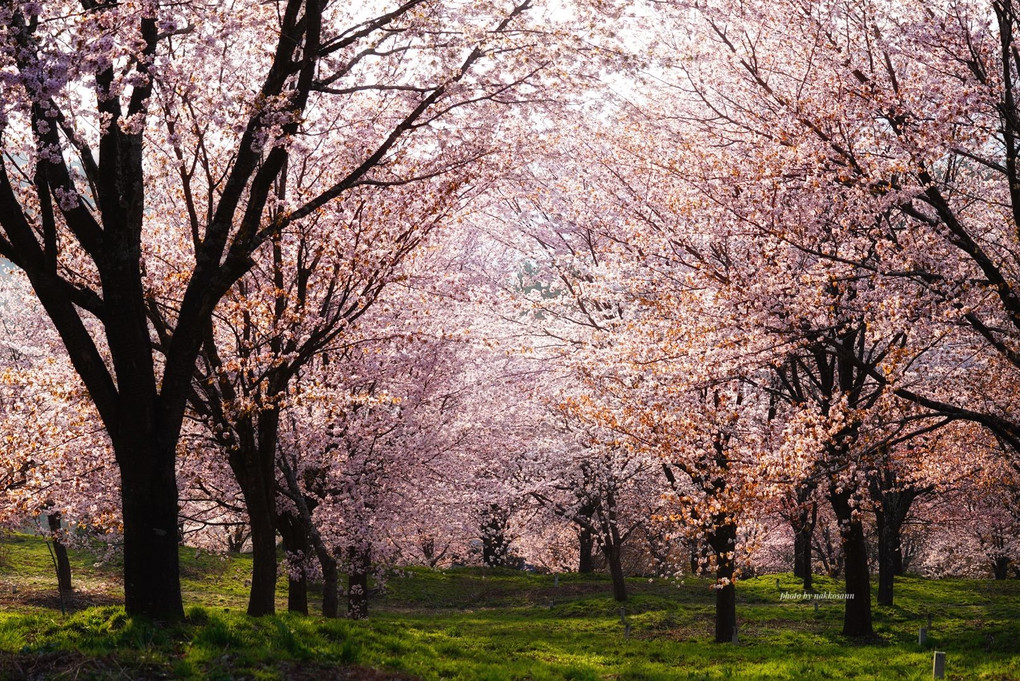 桜の海