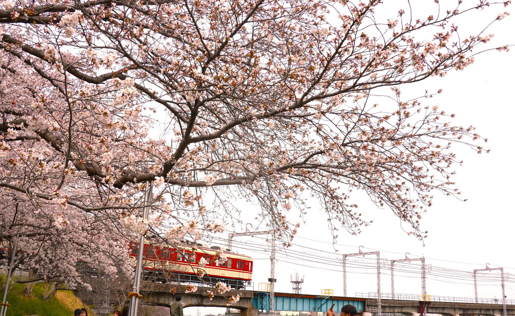 桜が咲いていた4月初めの頃