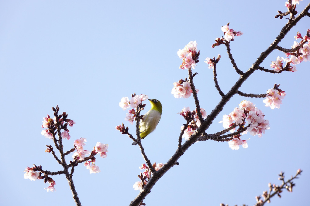 早咲き桜とメジロ