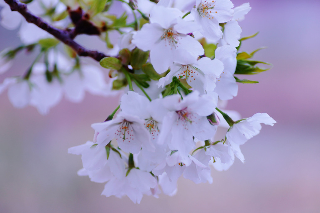 白い桜オオシマザクラ　