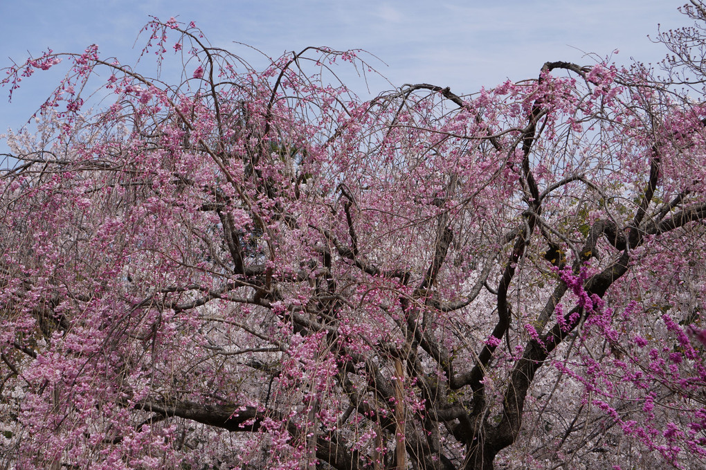 縮景園の桜の花他①