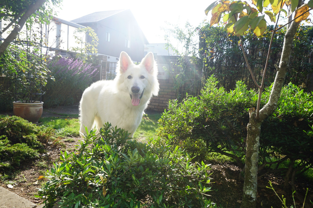 犬と遊ぶ秋の庭