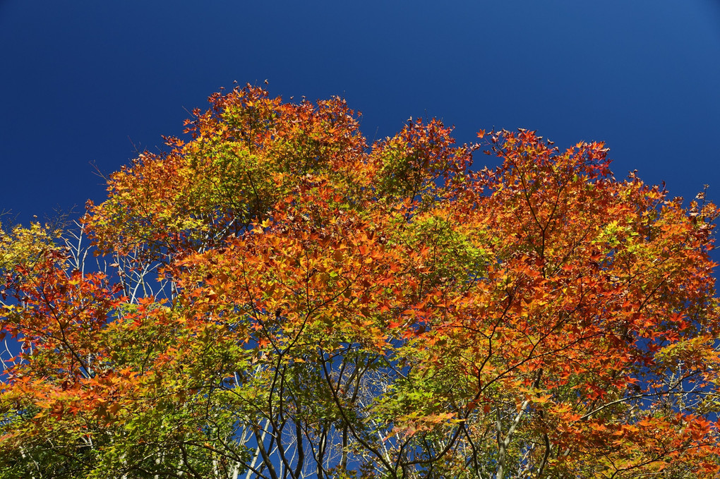 富士桜墓園の紅葉