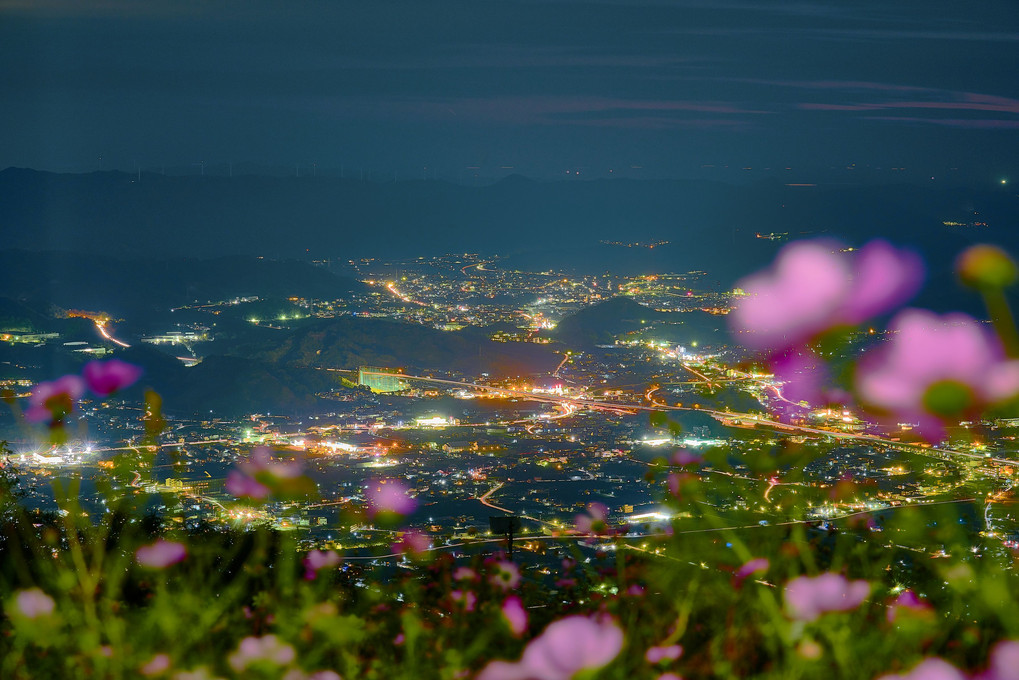 夜景with秋桜